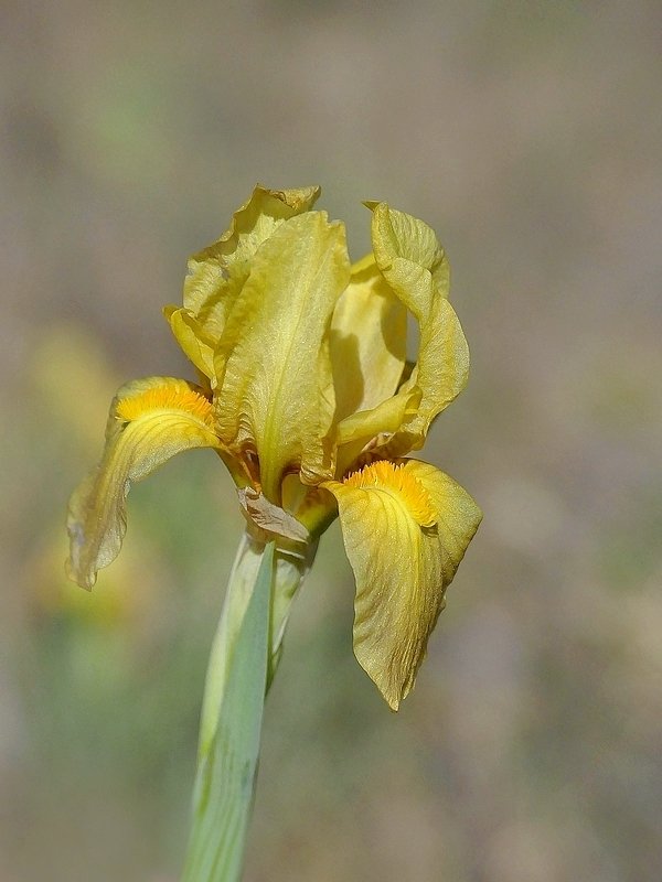 Iris jaune (98)