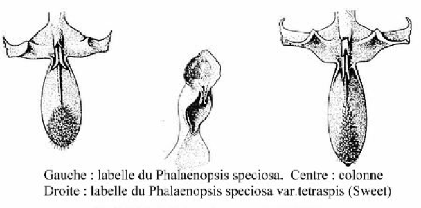 Phalaenopsis tetraspis, fiche descriptive et de culture d'Alexandre (Sycomore) 191120110945475794