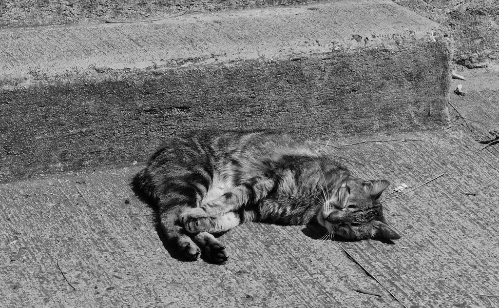 La sieste du chat provencal  200509120808669096