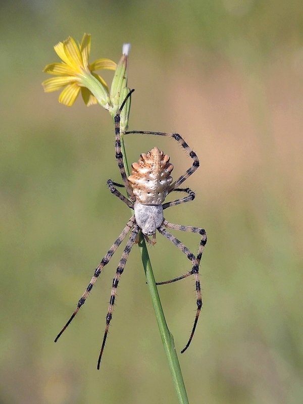 Araignée (181)