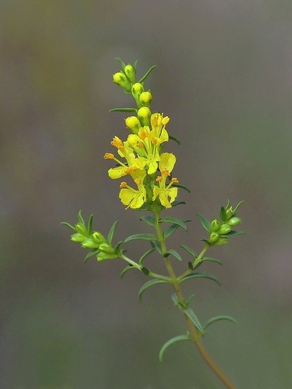 Euphraise jaune (133e)
